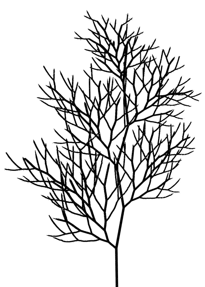 Black tree
