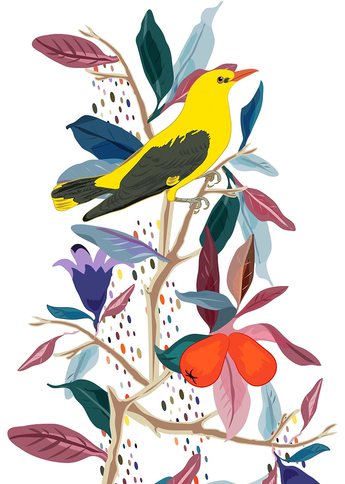 Eurasian Golden Oriole