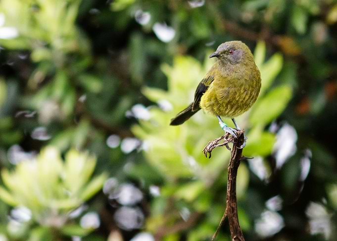 Bellbird on Lookout