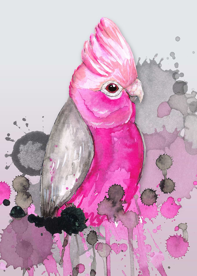 Galah cockatoo