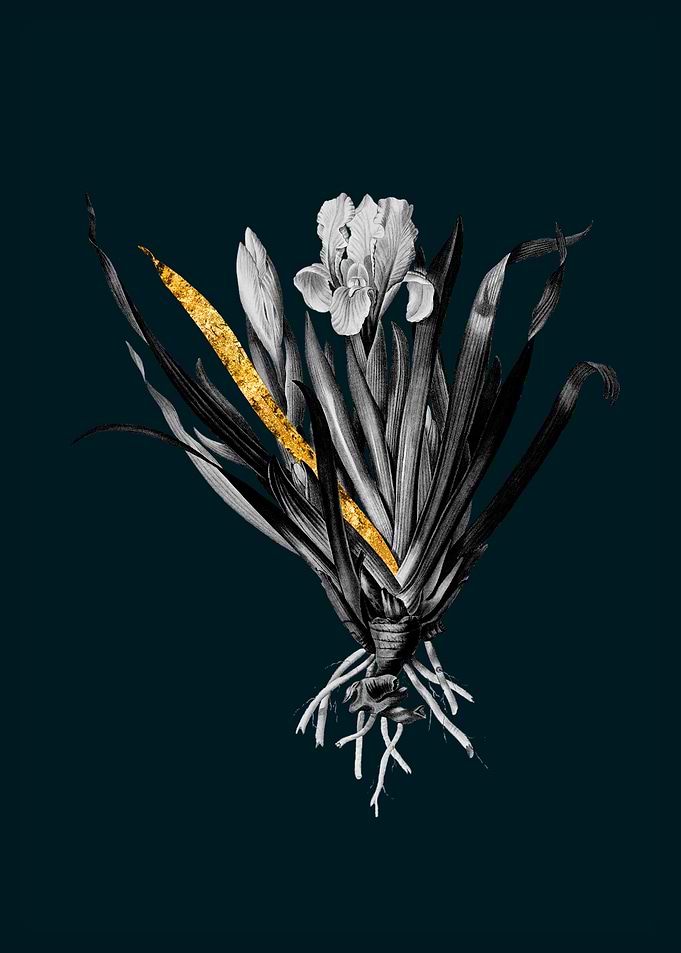 Teal and Gold Iris