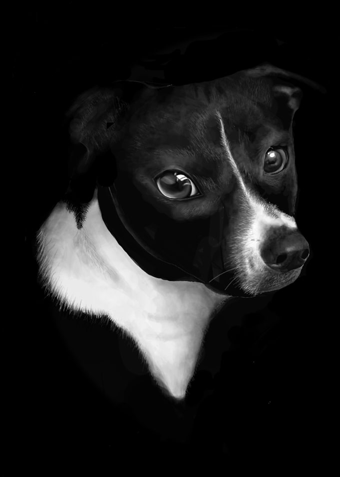 Black Dog