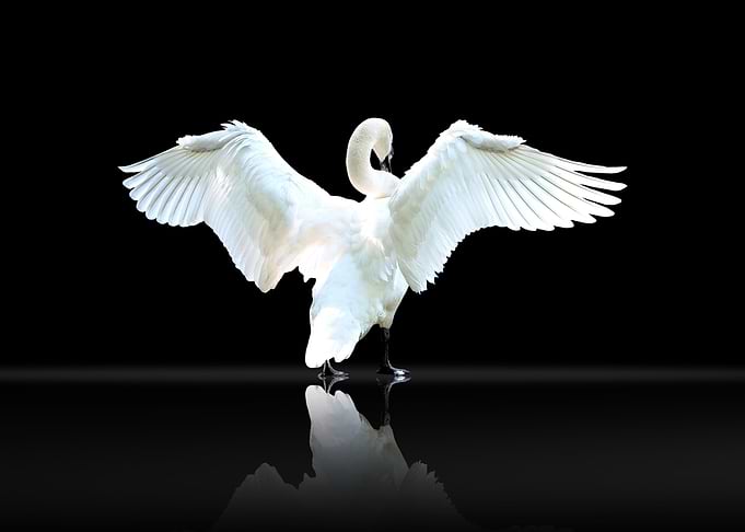 Graceful White Swan