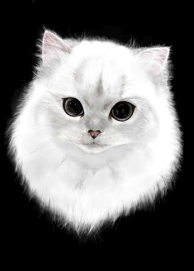 Beautiful Cat