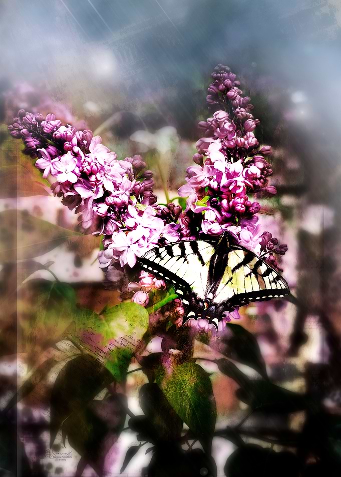 Lilac and the Butterfly