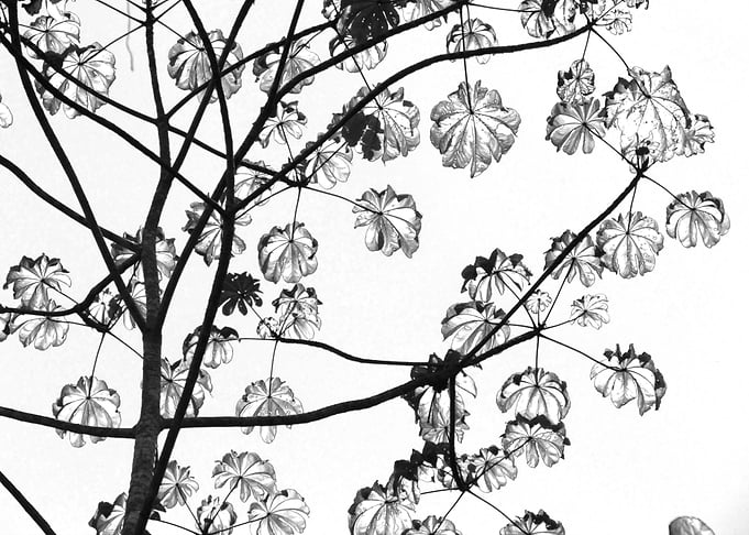 Drawn leaves