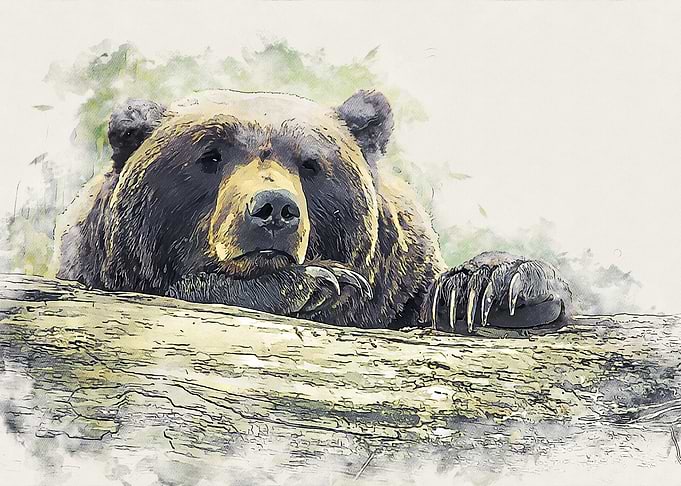 Lazy Bear