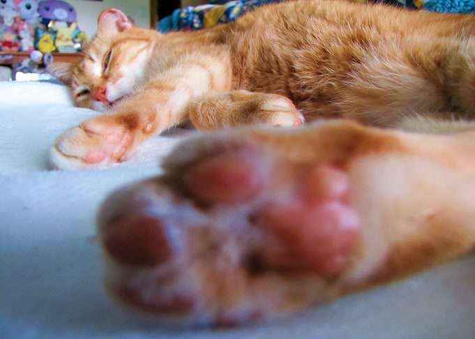 Sleepy Ginger cat
