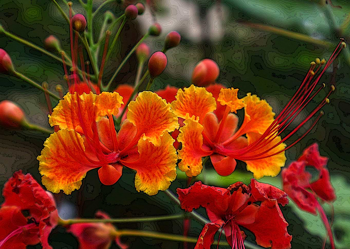 Flaming Flower