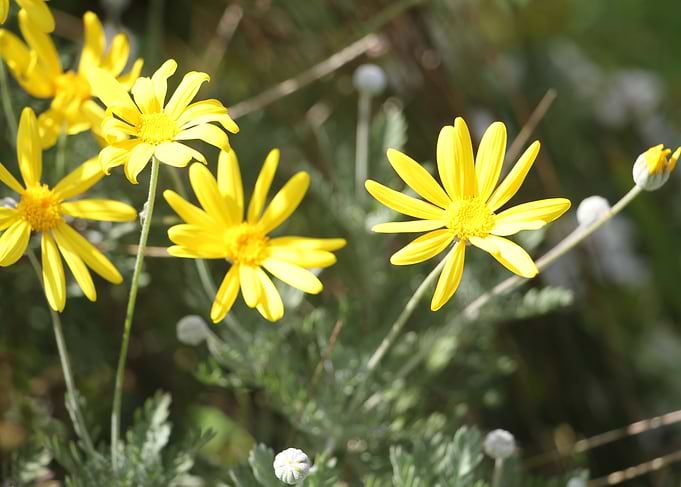 Yellow flowers