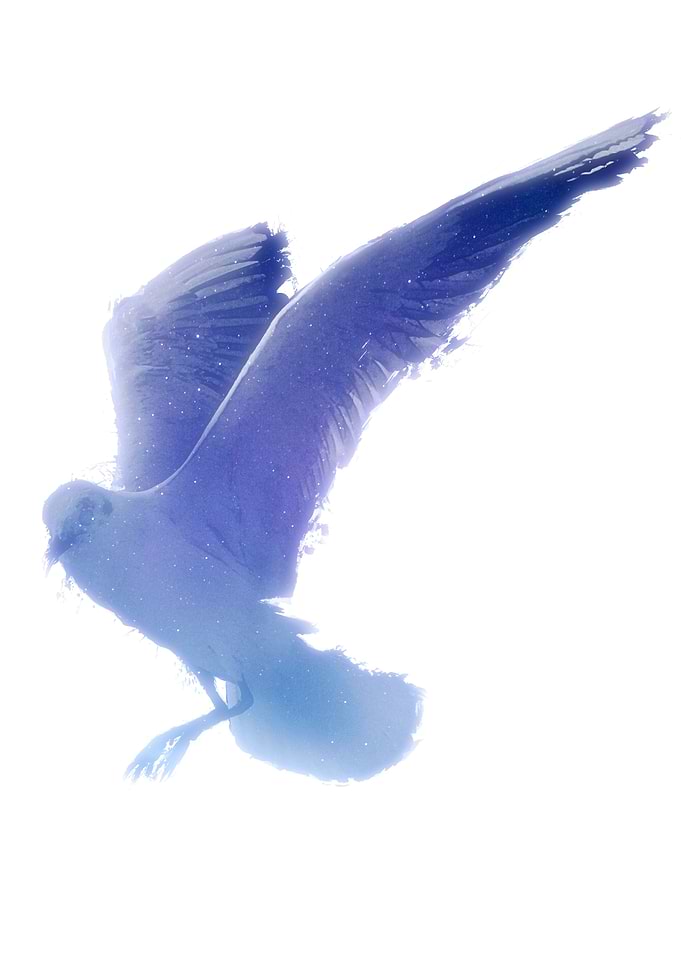Blue Seagull