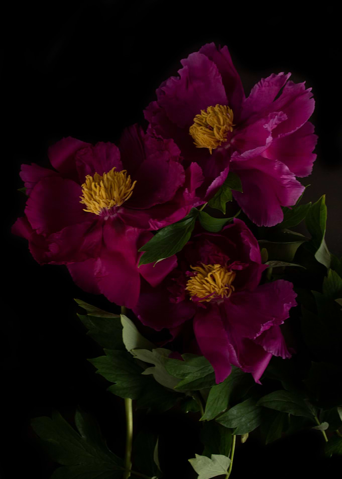 Pink peony