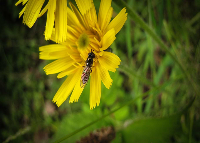 bug on beautiful flower