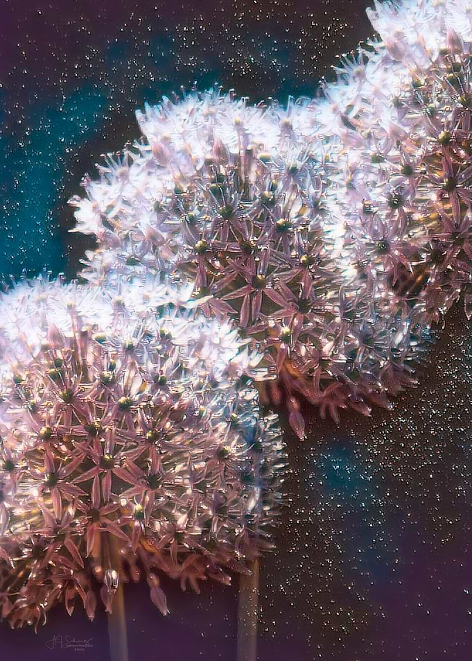 Three Alium