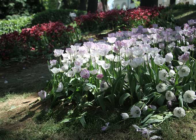 White Tulips