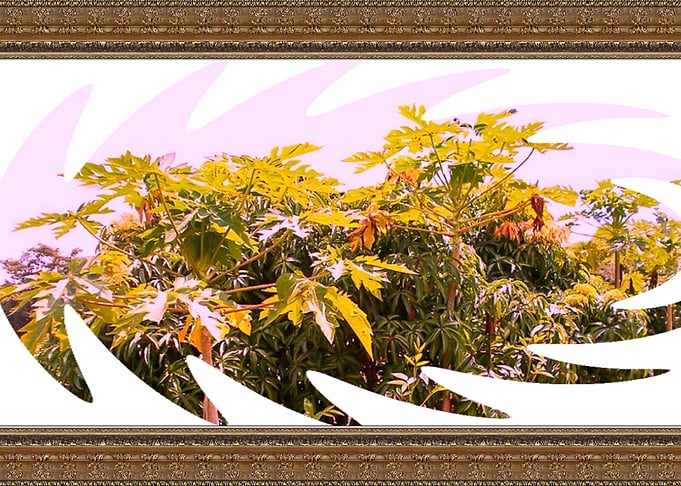 tree plant