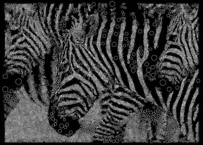 Zebras