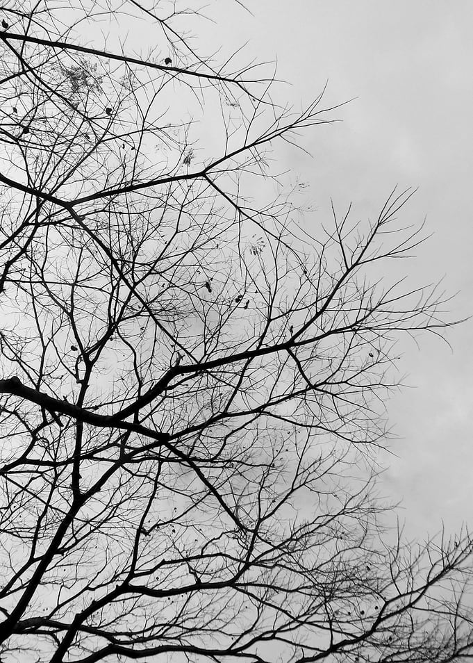 Branches under sky