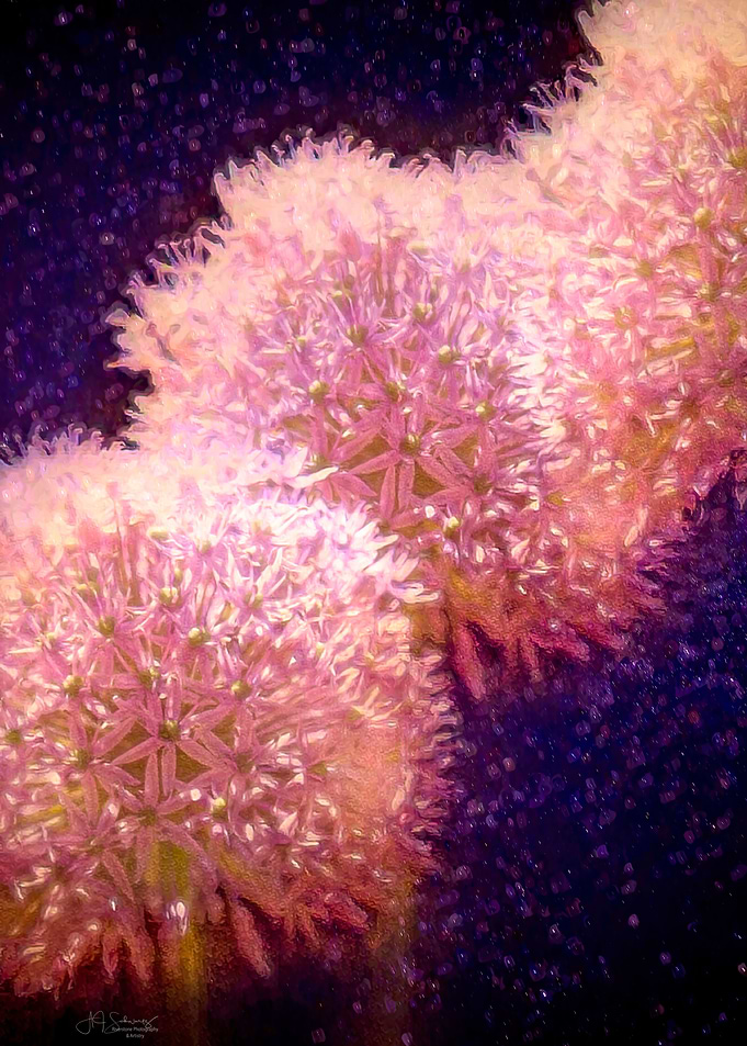Alliums Three