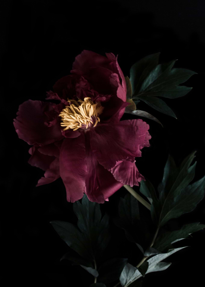 Pink peony