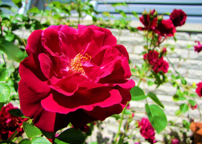 Flower Garden