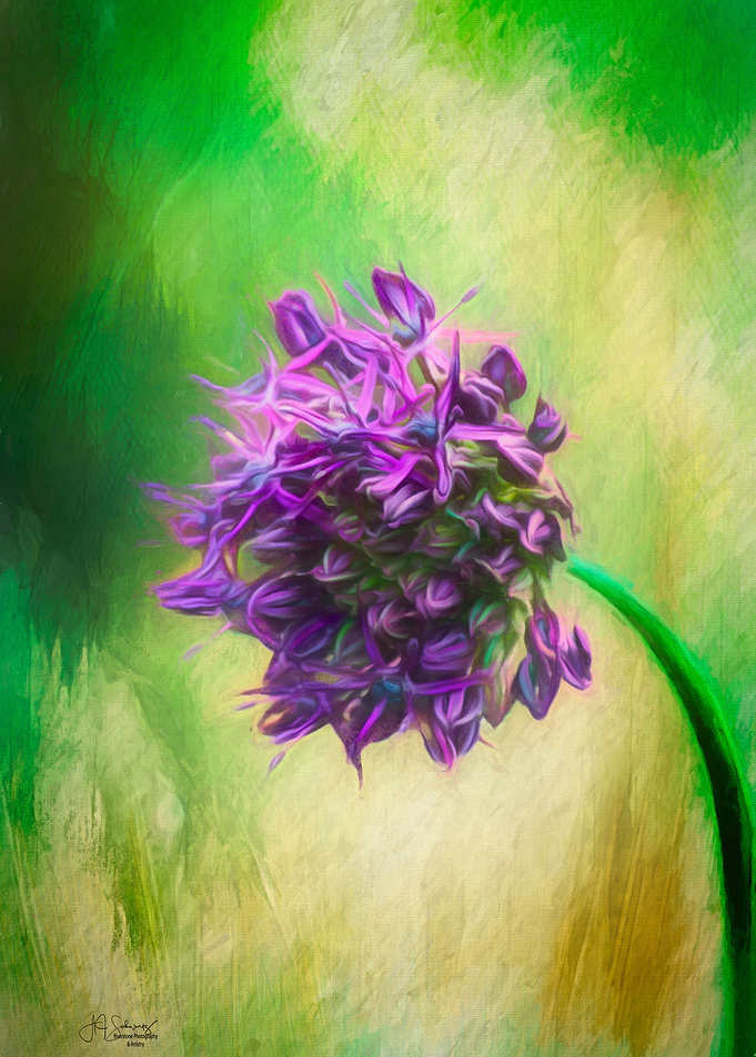 Alium Single