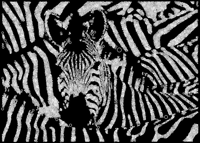 Zebras