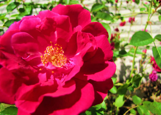 Flower Garden