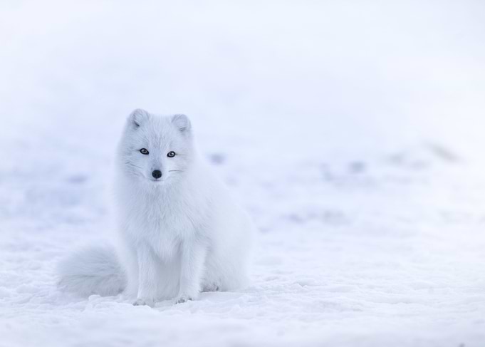 Pure White Fox In The Snow