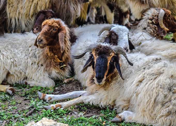 SHEEP