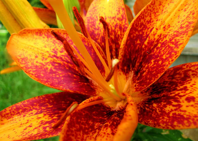 Flower Garden