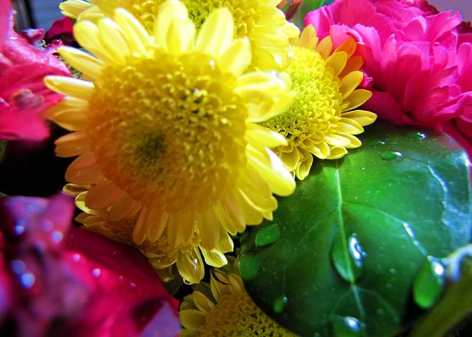 Flower Garden