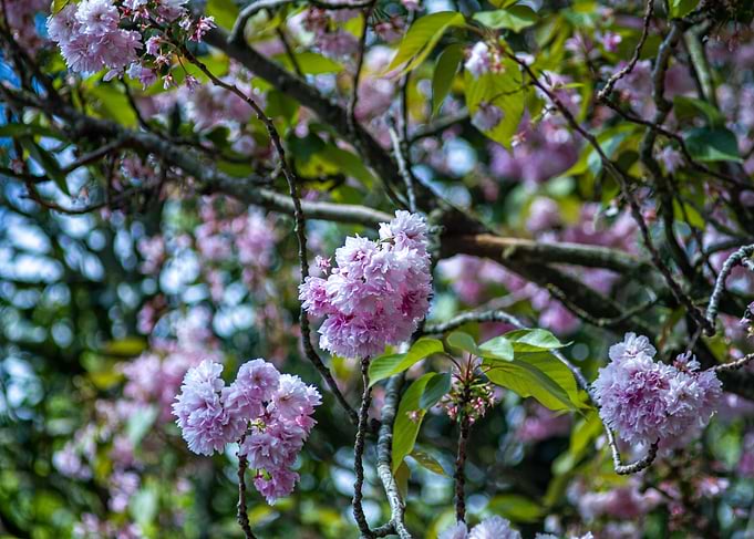 Blossom