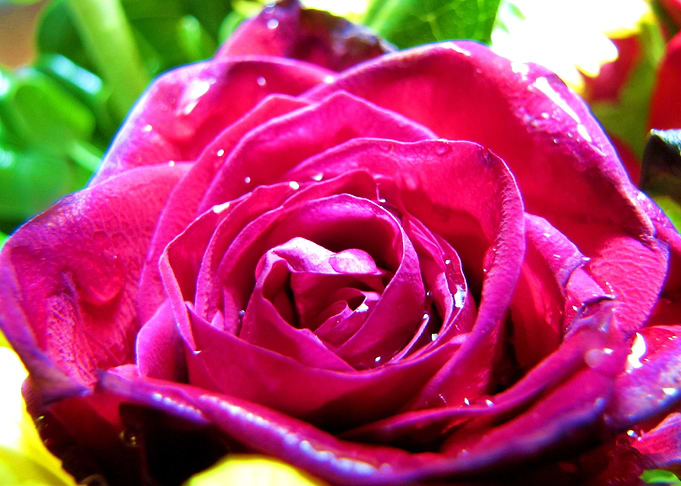 Flower Garden
