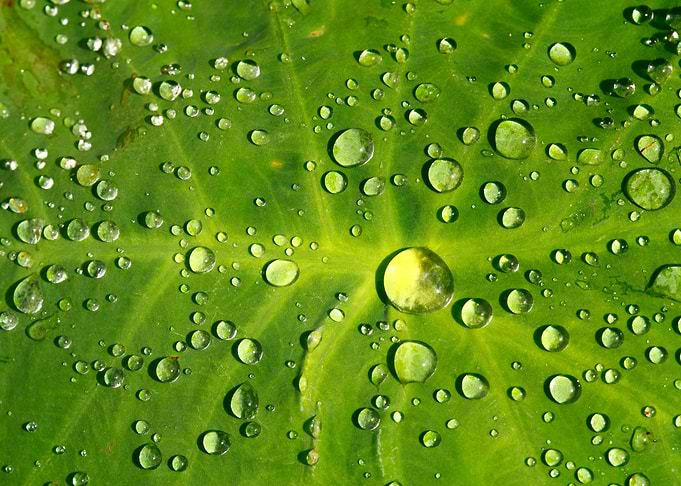 Raindrops