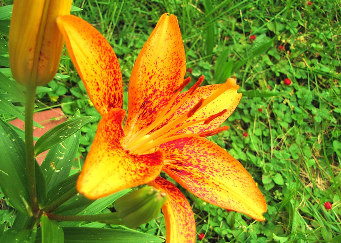 Flower Garden