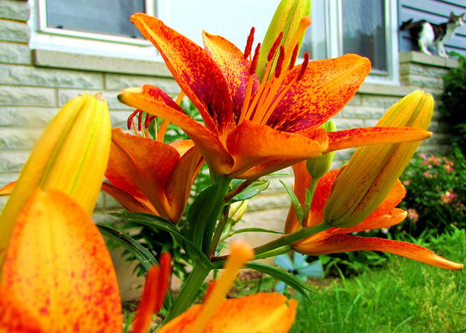 Flower Garden