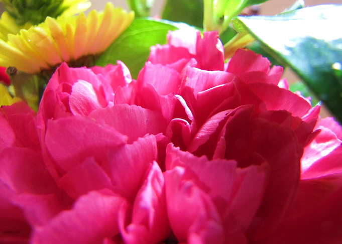 Flower Garden