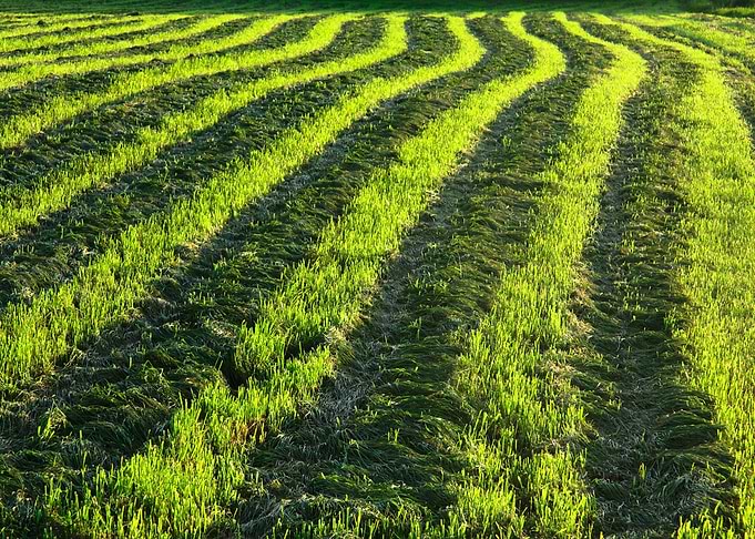 Backlit farmland