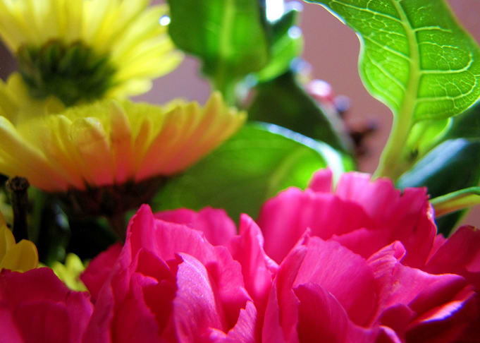 Flower Garden