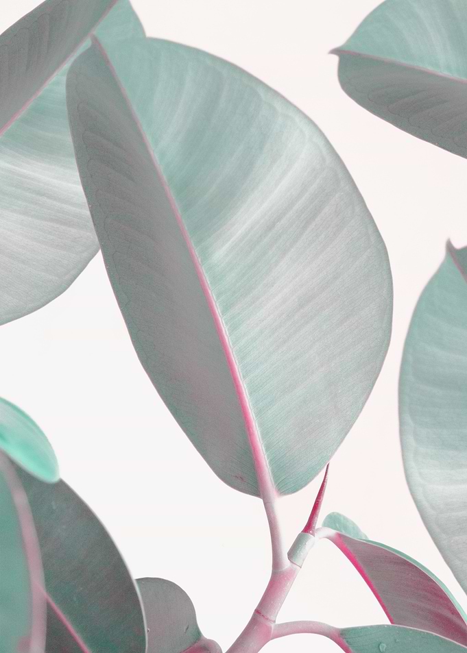 Ficus nature