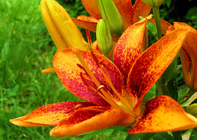 Flower Garden