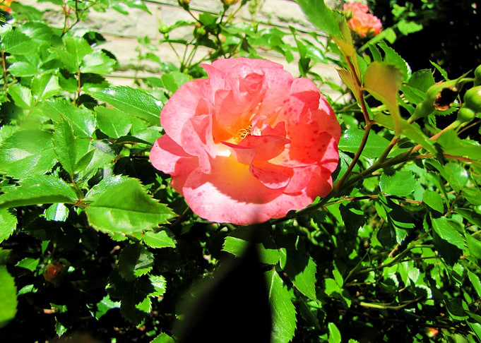 Flower Garden