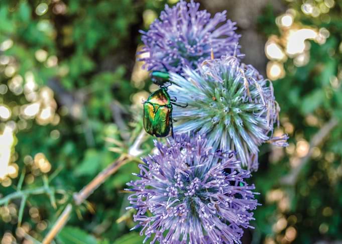 Purple Coexistant Dreams