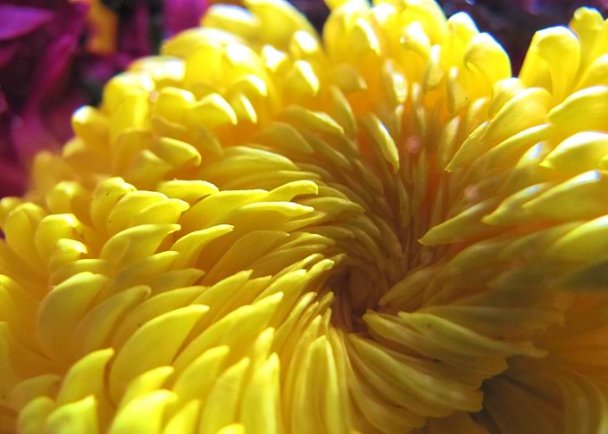 Flower Garden