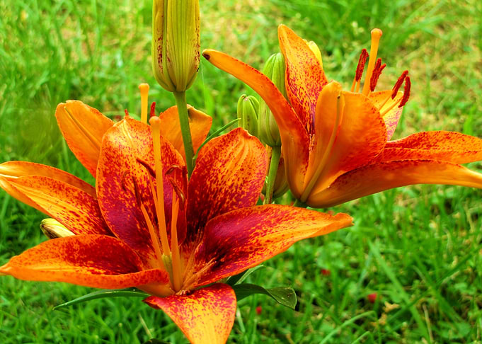 Flower Garden