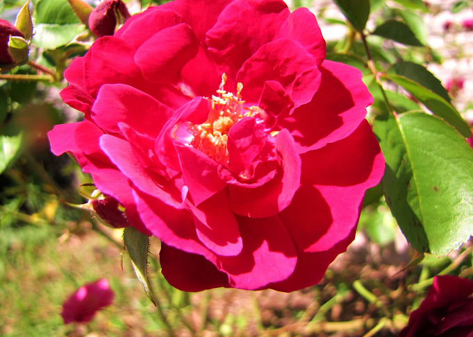 Flower Garden