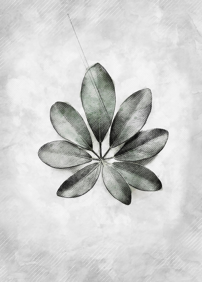 still leaf