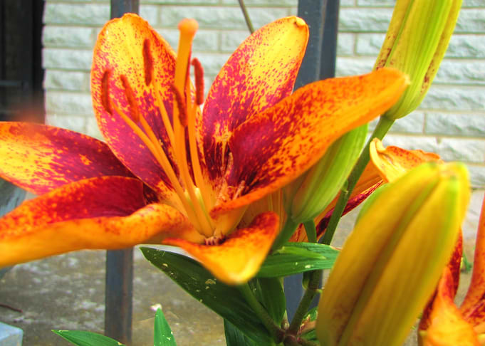 Flower Garden