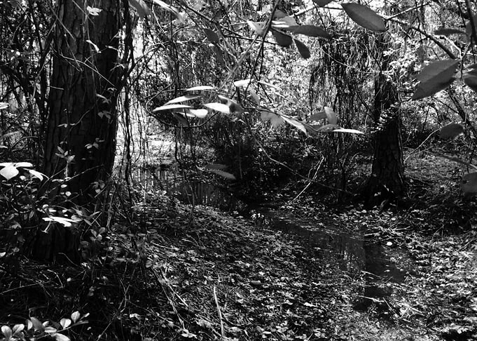 Dark Woods